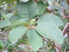 Annona senegalensis senegalensis