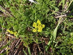 Lomatium papilioniferum