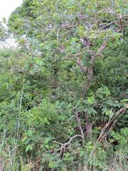 Annona senegalensis senegalensis