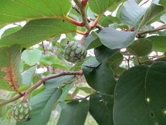 Annona senegalensis senegalensis