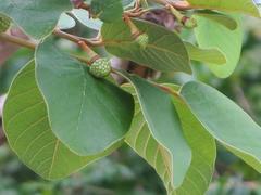Annona senegalensis senegalensis