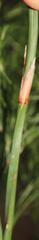 Restio quadratus