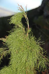 Restio quadratus