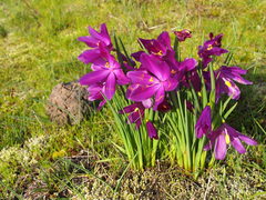 Olsynium douglasii douglasii