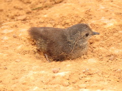 Crypturellus parvirostris