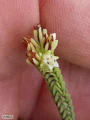 Crassula ericoides ericoides