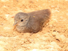 Crypturellus parvirostris