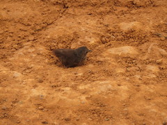 Crypturellus parvirostris