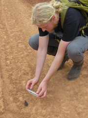 Crypturellus parvirostris