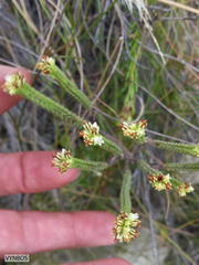 Crassula ericoides ericoides