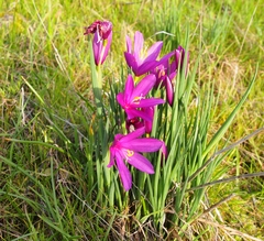 Olsynium douglasii douglasii