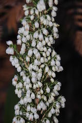 Erica triflora triflora