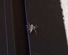 Oxyopes tridens