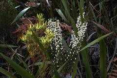 Erica triflora triflora