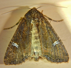 Helotropha reniformis
