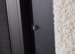 Oxyopes tridens