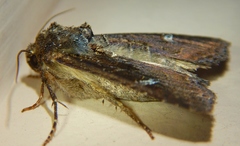 Helotropha reniformis