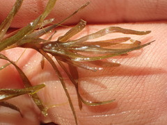 Najas guadalupensis