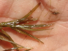 Najas guadalupensis