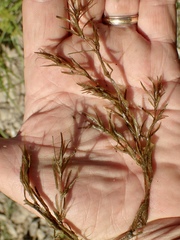 Najas guadalupensis