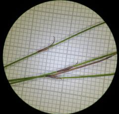 Restio subverticillatus