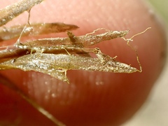 Najas guadalupensis