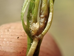 Najas guadalupensis