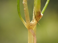 Najas guadalupensis