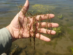 Najas guadalupensis
