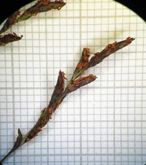 Restio subverticillatus