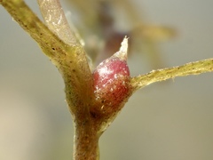 Najas guadalupensis