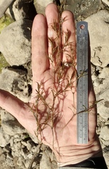 Najas guadalupensis