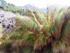 Restio subverticillatus