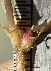 Najas guadalupensis