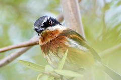 Batis capensis capensis