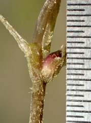 Najas guadalupensis