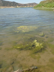 Najas guadalupensis
