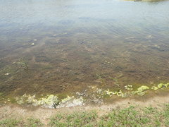 Najas guadalupensis