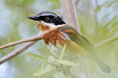 Batis capensis capensis