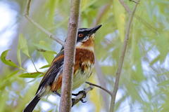 Batis capensis capensis