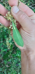 Daphnopsis racemosa