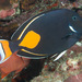 Acanthurus achilles - Photo (c) 104623964081378888743, μερικά δικαιώματα διατηρούνται (CC BY-NC), uploaded by 104623964081378888743