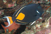 Achilles Tang - Photo (c) 104623964081378888743, some rights reserved (CC BY-NC), uploaded by 104623964081378888743