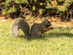 Sciurus carolinensis
