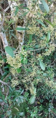 Daphnopsis racemosa