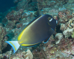 Acanthurus nigricans