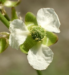 Echinodorus berteroi