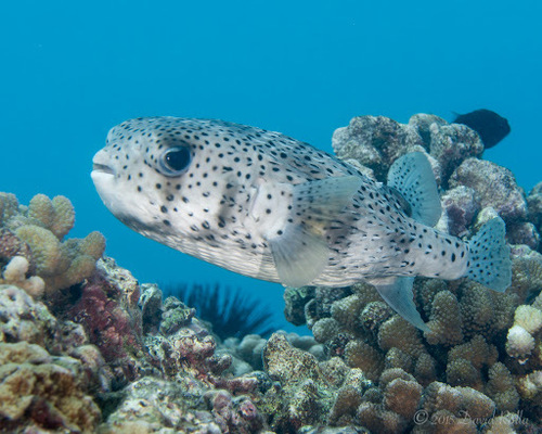 Spotted Porcupinefish