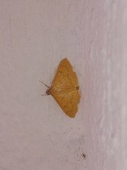 Psara dryalis