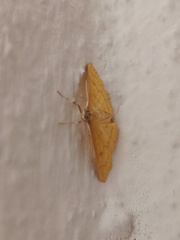 Psara dryalis